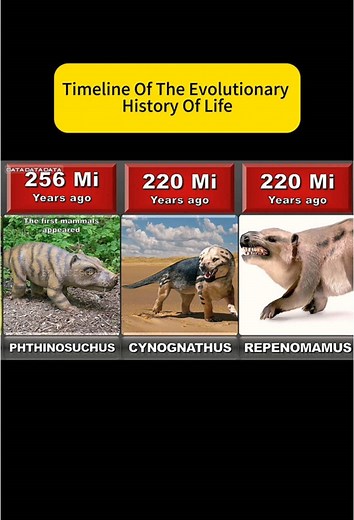 Timeline of Evolutionary History of Life Explained