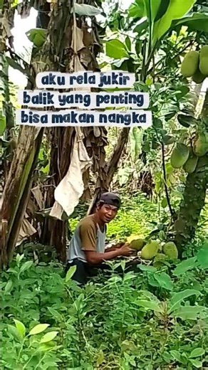 aku rela jungkir balik yang penting bisa menikmati buah nangka cempedak Mateng di pohon #videocomedy