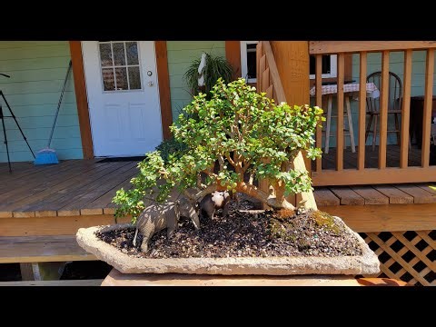Elephant bush bonsai bridge gets a new slab@Bonsai by the Samurai