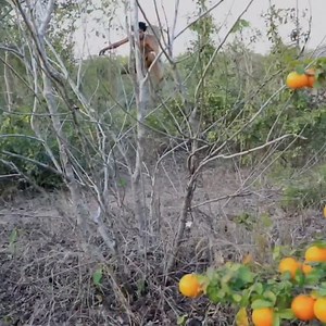 423K views · 8.8K reactions | Oranges on a small tree in forest #short #unaitedstates #fruits #orenges #eating | Fun to eat.com | Facebook