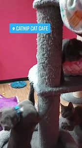 4.1K views · 462 reactions |  Kittenpalooza has a few single spots available today and a little more tomorrow for multiple spots. These babies are super cute and available for adoption ❤️ | Catnip Cat Cafe | Facebook