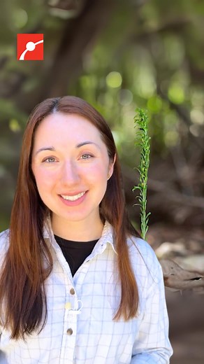 13K views · 270 reactions | What species has the biggest genome? Alex Dainis explains that the tiny fork fern has over 160 billion base pairs of DNA, which is more than 50 times the size of the human genome! #Genetics #Plants #Ferns #Science #WomenInSTEM #DNA | Museum of Science, Boston | Facebook