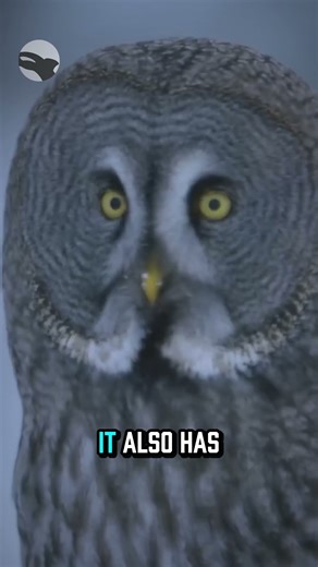 It is truly amazing the hunting abilities of this assassin-like owl.🦉