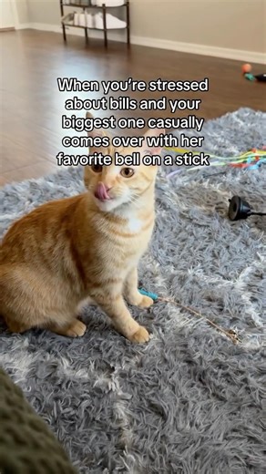 My cat has a spending problem…