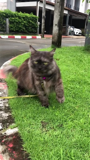 วิดีโอของ เจ้าของแบรนด์AAINAA SKIN (@aainaa_shop) พร้อมเพลง เสียงต้นฉบับ - ... น้องบัว 🦋🦋