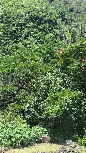 Birds chirping at Limahuli Garden & Preserve in Hanalei on Kauai in Hawaii