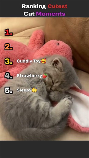 Top 5 Cutest Cat Moments Ever 🐱😍 You Won’t Believe #1! #shorts