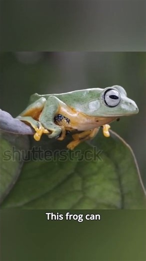 THIS FROG CAN FLY 😱 #frog #animals #wildlife #nature #viral #shorts #amphibians #facts #ytshorts