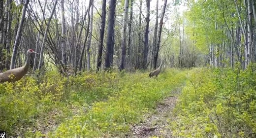 2K views · 52 reactions | La grulla canadiense, también conocida como...