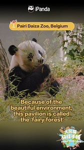 32K views · 331 reactions | Want to know what other eye-opening mansions the giant pandas have overseas? Don't be too surprised by that super VIP treatment! #FriendshipMessenger #PandasWorldTravel Sweet memories of panda baby and mom, please check out: https://t.hk.uy/bBwP | iPanda | Facebook