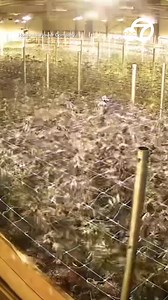 Flowering marijuana plants were seen shaking during a California earthquake Thursday. https://abc7chicago.com/post/northern-california-earthquake-today-preliminary-magnitude-60-quake-strikes-humboldt-county-usgs-reports/15624025/ | ABC 7 Chicago