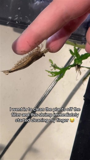 Caring for My Adorable Shrimp in the Aquarium