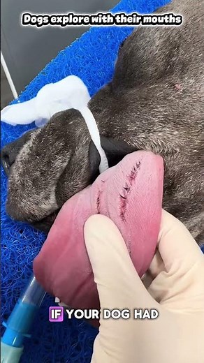 Hair Removal From Poor Dog's Tongue