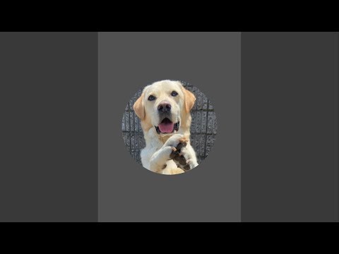 お仕事終わり！大型犬と華金の散歩ライブ！