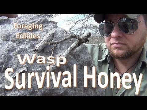 Survival Honey -Foraging Honey Wasp-