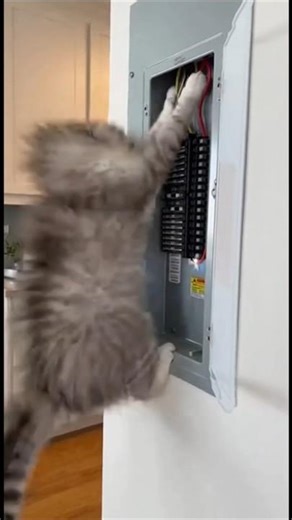 Epic Cat Fail: Short Circuit Shock Makes Fur Explode