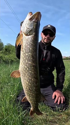 Big Pike Attack on Live Bait!!! #fishing #fish #fishingvideo