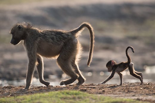 Chacma Baboons – Ten Facts About a Misunderstood Wonder
