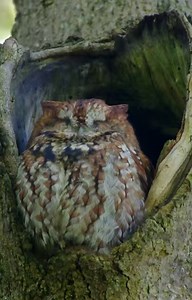 845K views · 121K reactions | Happy “Superb-Owl” Sunday from all your...