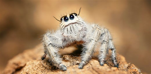 How does the world look through a spider’s eyes?