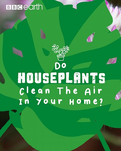 59K views · 820 reactions | Are you a proud plant parent? Join James Wong as he goes behind the scenes at Kew Gardens as he talks to the experts and discovers incredible facts about your favourite houseplants. | BBC Earth | Facebook