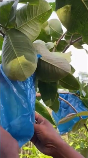 How to open the closed wrapper on water guava fruit #shorts