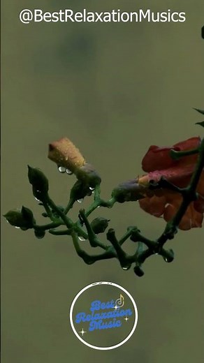 Relaxing Music Piano Music for Stress Relief, Relaxing Music Youtube, Relaxing Sleep Music, #shorts