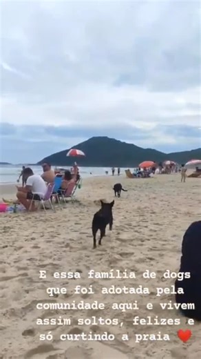 Lili Rodrigues on Instagram: "Esse vídeo é de 2022, na Praia Brava em Florianópolis, conhecemos o Orelha na praia e olha como eles eram dóceis e felizes, muito bem cuidados pela comunidade local. Hoje fiquei sabendo da crueldade que fizeram com ele 😔 #justicapeloorelha"