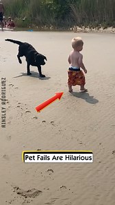Pet Fails Are Hilarious | Ainsley Rodriguez