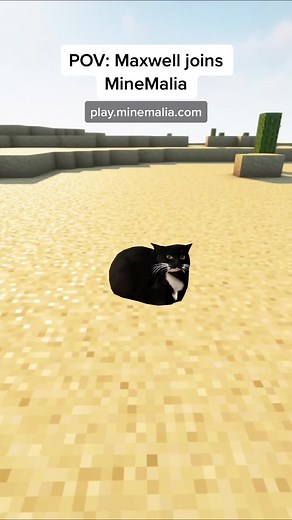 Be like Maxwell 🐱and Join Today! ✅ IP: play.minemalia.com #maxwellthecat #minecraft #maxwellminecraft #minecraftserver