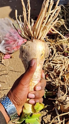 Aushadhi Mandi Neemuch on Instagram: "औषधि मंडी ने नहीं बिकने वाली औषधियां 🤯 ।। । । । । @neemuch_aushadhi_mandi #shorts #फूल #neemuchmandibhav #ashishdhakad #aushadhimandineemuch neemuchnimbaheramandibhav औषधि viral trending आंकड़े garlic फल neemuch fruit dry nimuch leaves🍁 viral neemuchmandi agriculture shorts आंकड़े pomogranate peel viral trending aankde reels reelsinstagram"