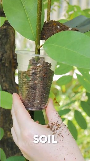 How to Grow Roots Directly on a Branch