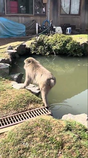 Observing Wildlife, Jigokudani, Japan from Steffanie \n🐒