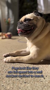 829K views · 24K reactions |  I HOLD THESE PUG TRUTHS TO BE SELF EVIDENT!  A perfect INTRO TO PUGS for anyone wanting to Adopt A Pug!! ❤️ | THE PUG QUEEN | Facebook