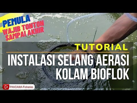 Tutorial Instalasi Selang Aerasi Kolam Bioflok