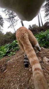 Kids these days 😤 Tap the 🔗 in bio to get your own CatCamPro™ #cats #catpov #povcat #catcam #catcamera #catadventures | Catcampro