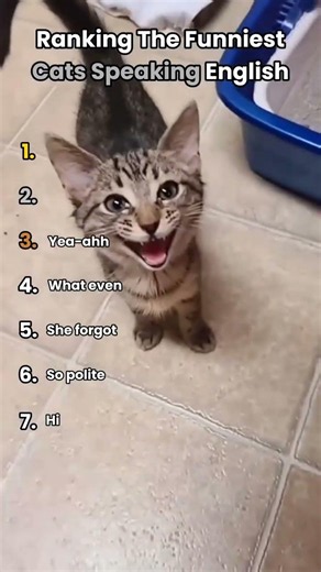 Ranking the funniest cats speaking English 😂...#cat #animals #pets #fyp