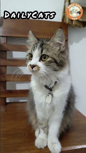 Cool Cat Relaxing on a Chair 😎🐱