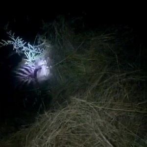 1.8K views · 41 reactions | A pride of 5 lions had a Zebra kill at...