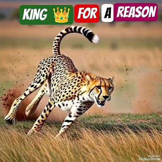 Lion Hunting a Deer | Epic Predator Attack in the Wild