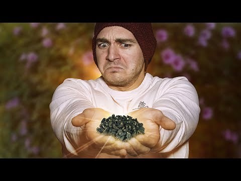 First Time Trying Morning Glory Seeds with Two See E