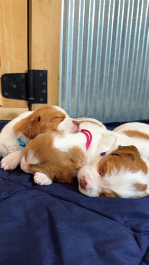 Smith Kennels ~ Bird Dog Training on Instagram: "New Year, new beginnings, and a line up of Brittany puppies dreaming big bird dog dreams. This new litter at our kennels looks to be the start of something special! #proplansportingdogs #garminfishhunt #uplandhunting #birddogs #smithmethodofbirddogtraining"