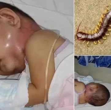 11K views · 12 reactions | Why You Might Want to Rethink Killing That House Centipede...See more | Recipestep | Facebook