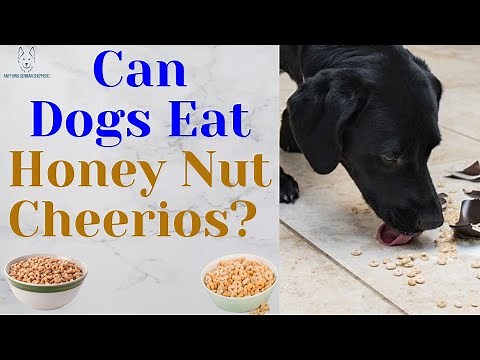 Can Dogs Eat Honey Nut Cheerios?
