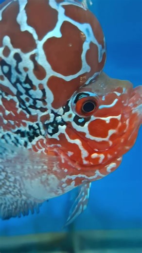 #ปลาหมอสี ถ่ายใกล้ๆให้ดูหน่อยฮะ ใกล้พอมั้ยฮะ😂#fishhousebuakaew #buakaew_crossbreed #flowerhornfish #shortbodyfish