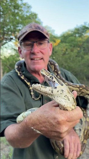 African rock python , majestic and impressive inhabitant of a healthy ecosystem!