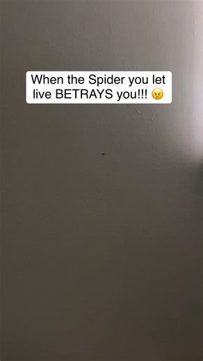 It’s spider season 🥲🕷️-Robin #spider #springinthecity #nothankyou #yyc | WILD 953 - Calgary's Hit Country