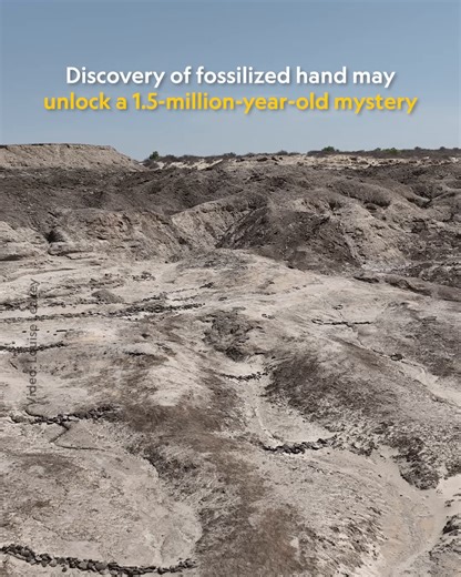 National Geographic History on Instagram: "For more than half a century, Paranthropus boisei—dubbed “Nutcracker Man”—has challenged scientists with one enduring question: did they make tools? Decades after her grandmother discovered a 1.8-million-year-old skull, National Geographic Explorer @louiseleakey and her team unearthed a 1.5-million-year-old hand from the ancient hominin. The fossil shows a hand capable of a precise, forceful grip—hinting at the potential to craft tools and challenging l