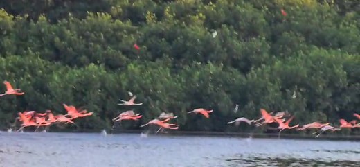 Explore the breathtaking Caroni Swamp on our signature boat tours! Join us for a 2.5-hour boat tour through the stunning Caroni Swamp, home to the majestic Scarlet Ibis. Our expert guides will take you on a journey through the mangrove-lined waterways, where you'll spot various bird species, reptiles and marine organisms. *Sunset Tour: 4:00 pm - 6:30 pm *Cost $75 per person. Children 12 and under $50 each. Discounts for large groups Book now and experience the natural beauty of the Caroni Swamp
