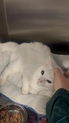 14K views · 184 reactions | Lucky is a 3-yr old solid white female kitty. She was surrendered because of her elderly owner’s health. Lucky is a sweet girl who must remain an inside-only cat. #brookhavenms #adoptasheltercat BARL.net/adopt | Brookhaven Animal Rescue League | Facebook